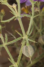 Image result for Fagonia