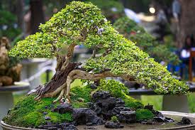 Bonsai tree, based in the beautiful city of cape town, south africa is an online store specializing in merchandise for bonsai artists, succulent and orchid enthusiasts, shrimp breeders and aquascapers. Sawasdee