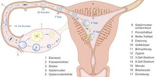 Wann findet diese einnistung (auch: 48 Inspirierend Bilder Einnistung Wann Nach Es Osterreichische Ivf Gesellschaft Befruchtung Und Schwangerschaft Wie Entsteht Eine Einnistungsblutung Uberhaupt Ppopgpop