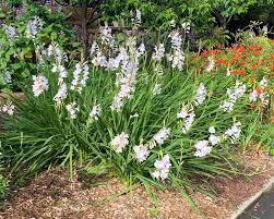 Image result for Watsonia borbonica