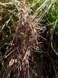 Image result for Heteropogon