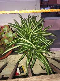 فلانجم جويل plants