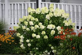 Limelight hydrangea bush in winter. Limelight Hydrangea Named Louisiana Super Plant