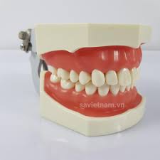 După consoanele dentale (d, l, n, r, s, t, ț, z) în. Ham ThÆ°c Hanh Mai Cui Cong Ty Tnhh Nha Khoa Sa Viá»t Nam