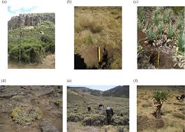 Image result for Agrostis quinqueseta