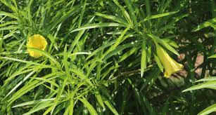 Image result for Cascabela thevetia