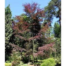 What you will notice is burning around the edges, and in severe cases, leaf curl. Beech Tricolor Buy Beech Tricolor Fagus Sylvatica Tricolor
