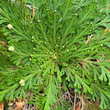 Image result for Selaginella perpusilla