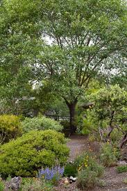 California Native Landscape California Native Garden Native Garden California Native Landscape