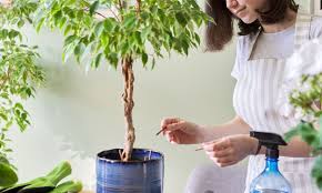 Image result for ficus benjamina en casa