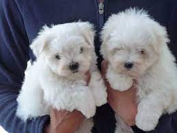Le Bichon Maltais Nain Un Membre De La Famille A Part Entiere