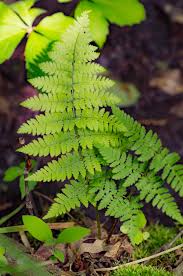 Image result for Dryopteris manniana