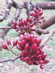 Image result for Schotia brachypetala