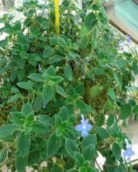 Image result for Streptocarpus eylesii