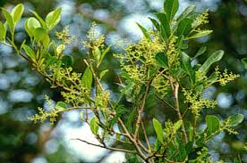 Image result for Rauvolfia mombasiana