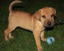 Although the lab pei is a relatively unknown mix, mixed breeds as a whole are growing in popularity. Beagle Shar Pei Mix Dog