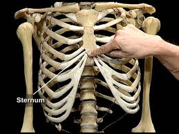 This lesson explains in detail human skeleton system. Human Skeletal System Youtube