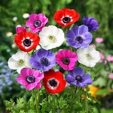 Anemone Coronaria Cuidados Flor De Anemona Anemona Flores Bonitas
