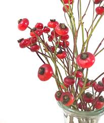 Schlicht Hagebutte Beeren Rote Beeren