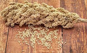 A Cluster Of Milo Seeds Scattered Around A Sorghum Stalk On A Wood Table Backyard Birds Bird Seed Types Of Sunflowers