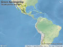 Image result for Leptochloa obtusiflora