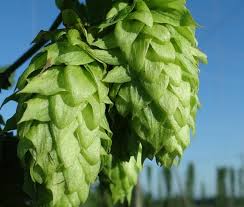 Descubre la mejor forma de comprar online. Comprar Lupulo En Flor Para Cerveza Artesana Cosecha 2016 Lupulina
