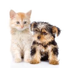 The first time i saw that picture was actually on a website for adopting kittens and puppies. 49 228 Puppy And Kitten Stock Photos And Images 123rf
