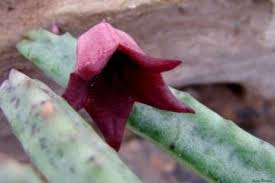 Image result for Tridentea