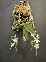 Image result for Eulophia hirschbergii