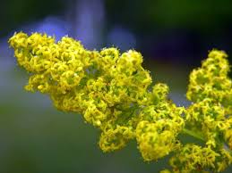 Ceaiul de flori de sânziene este foarte ușor de preparat. Sanzienele Galbene Galium Verum Vindeca Nervozitatea Si Colicile