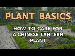 Consider available space and soil adaptability when selecting small trees. How To Care For A Chinese Lantern Plant Youtube