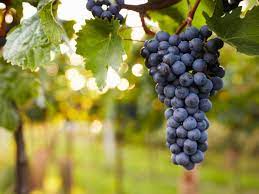 Meaning, they offer a broad range of solutions to commercial and residential establishments that won't cause harm to the environment. Preventing Problems In Grapes How To Treat Common Grapevine Pests And Diseases