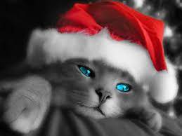 Pretty Christmas Kitten Christmas Animals Christmas Cats