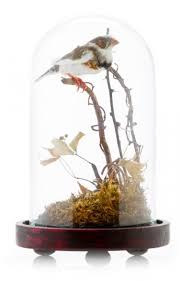 Zebra Finch In Dome 2 Nature Inspiration Zebra Finch Inspired Homes