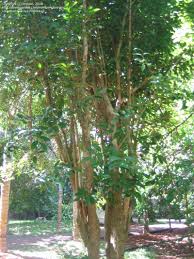 Image result for Napoleonaea