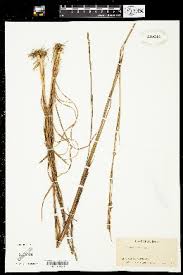 Image result for Andropogon canaliculatus
