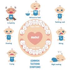 Baby Teething Signs Symptoms Remedies And Faqs St Johns Pediatric Dentistry