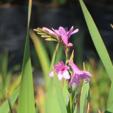 Image result for Watsonia borbonica