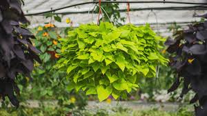Image result for Ipomoea batatas pots