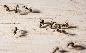 Tiny black ants tend to show up in kitchens and bathrooms, trailing around and seemingly out of nowhere. A Comprehensive Guide To Common Ant Species In Ms Al Nola