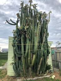 They smell so nice i always bring them into the house. Seven Metre Cactus For Sale In Christchurch Rnz