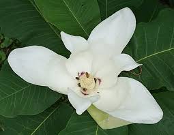 We did not find results for: Magnolia Macrophylla Wikipedia