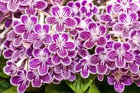 Image result for Streptocarpus kamerunensis