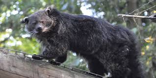 Check spelling or type a new query. 5 Jenis Musang Yang Dilindungi Terancam Punah Di Alam Pintarpet
