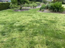 Image result for Poa