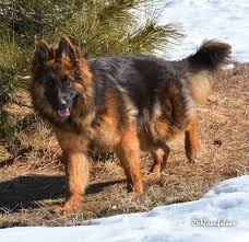 Long Coat German Shepherd Puppies Long Hair German Shepherd Puppies Nebraska Dog Training Easiest Dogs To Train Dog Training Methods