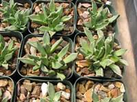 Image result for Nananthus aloides