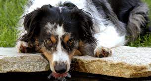Aussies are a young breed. Tri Color Australian Shepherd How Is This Dog Special