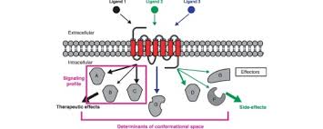 Analyzing Biased Responses Of Gpcr Ligands Sciencedirect