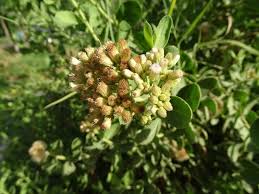 Image result for Pluchea dioscoridis